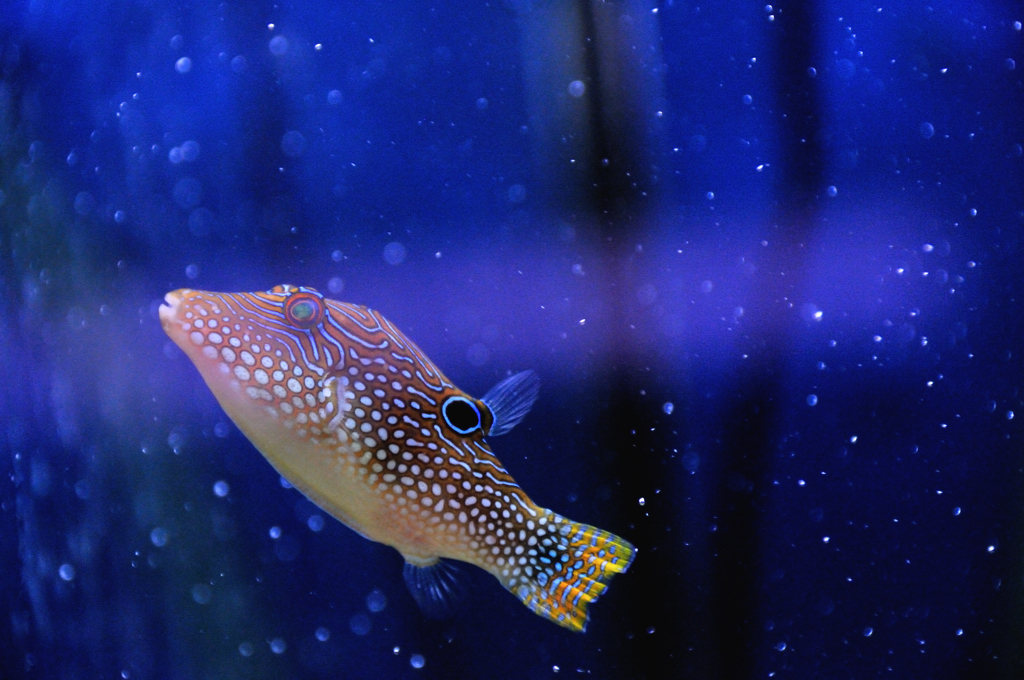 Canthigaster solandri